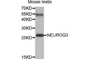 Western Blotting (WB) image for anti-Neurogenin 3 (NEUROG3) (AA 1-83) antibody (ABIN3016654) (Neurogenin 3 Antikörper  (AA 1-83))
