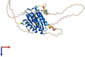 HORMAD1 Protein (AA 1-394) (His tag)