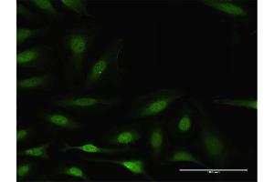 Immunofluorescence (IF) image for anti-BCL2-Like 1 (BCL2L1) (AA 1-233) antibody (ABIN513678)