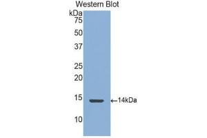 Western Blotting (WB) image for anti-Connective Tissue Growth Factor (CTGF) (AA 248-349) antibody (ABIN1171934)