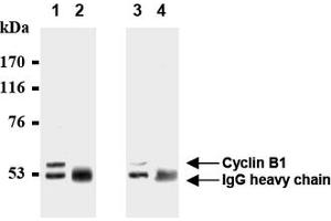 Western Blotting (WB) image for anti-Cyclin B1 (CCNB1) antibody (ABIN1106867) (Cyclin B1 Antikörper)