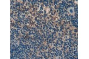 IHC-P analysis of Mouse Tissue, with DAB staining. (CRLF1 Antikörper  (AA 110-408))