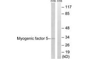 Western blot analysis of extracts from COS7 cells, using MYF5 (Ab-49) Antibody. (MYF5 Antikörper  (AA 21-70))