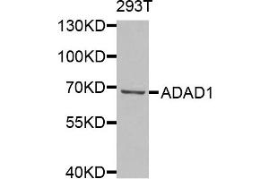 Western blot analysis of extracts of 293T cells, using ADAD1 antibody. (ADAD1 Antikörper)