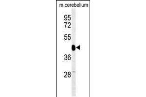 Western blot analysis of SGTB Antibody in mouse cerebellum tissue lysates (35ug/lane) (SGTB Antikörper  (N-Term))