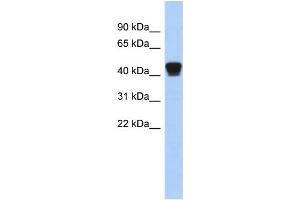 WB Suggested Anti-TXNDC4 Antibody Titration: 0. (ERP44 Antikörper  (Middle Region))
