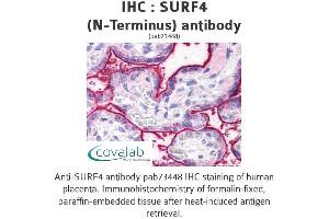 Image no. 2 for anti-Surfeit 4 (SURF4) (N-Term) antibody (ABIN1739779) (Surfeit 4 Antikörper  (N-Term))