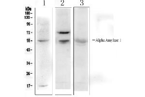 Western blot analysis of Alpha Amylase 1 using anti- Alpha Amylase 1 antibody . (AMY1A Antikörper  (N-Term))