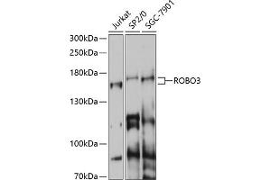 Western blot analysis of extracts of various cell lines, using ROBO3 antibody (ABIN7270111) at 1:1000 dilution.