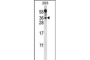 BEND6 Antibody (C-term) (ABIN656518 and ABIN2845788) western blot analysis in 293 cell line lysates (35 μg/lane). (BEND6 Antikörper  (C-Term))