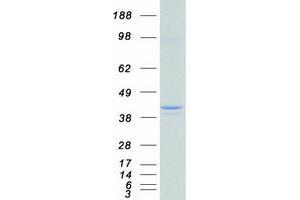 Validation with Western Blot