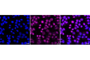 Immunocytochemical staining of HepG2 cells with Histone H3.