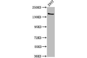 Western Blot Positive WB detected in: 293T whole cell lysate All lanes: EPRS antibody at 7. (EPRS Antikörper  (AA 1207-1399))