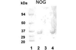 Western blot analysis of NOG in 20 ug of human hippocampus tissue lysate (Lanes 2 and 4) with NOG polyclonal antibody at 1 : 1000 dilution .
