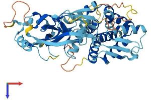 Gasdermin A Protein (GSDMA) (AA 1-445) (His tag)