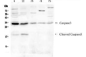 Western blot analysis of Caspase-3 (P17)  using anti- Caspase-3 (P17)  antibody . (Caspase 3 Antikörper  (N-Term))