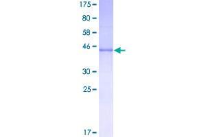 Image no. 1 for Growth Hormone 1 (GH1) (AA 1-217) protein (GST tag) (ABIN1355066)