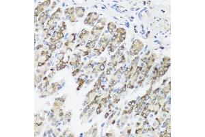 Immunohistochemistry of paraffin-embedded mouse stomach using TIMM10B antibody. (TIMM10B Antikörper  (AA 1-103))