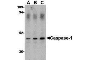 Western Blotting (WB) image for anti-Caspase 1 (CASP1) (Middle Region) antibody (ABIN1030897) (Caspase 1 Antikörper  (Middle Region))
