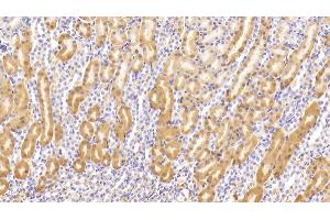 Detection of TBG in Mouse Kidney Tissue using Polyclonal Antibody to Thyroxine Binding Globulin (TBG) (SERPINA7 Antikörper  (AA 127-393))