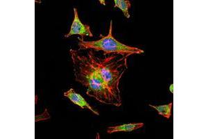 Immunofluorescence analysis of Hela cells using HIF1A mouse mAb (green).