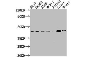 Western Blot Positive WB detected in: 293T whole cell lysate, HepG2 whole cell lysate, A549 whole cell lysate, MCF-7 whole cell lysate, Jurkat whole cell lysate, Mouse liver tissue, Mouse heart tissue All lanes: AGTR2 antibody at 1:2000 Secondary Goat polyclonal to rabbit IgG at 1/50000 dilution Predicted band size: 42 kDa Observed band size: 42 kDa (Rekombinanter Angiotensin II Type 2 Receptor Antikörper)