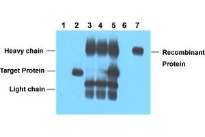 Immunoprecipitation analysis of Lane 1: Untransfected 293 cell lysate, Lane 2: Transfected 293 cell lysate with V5-tag fusion protein, Lane 3: IP (untransfected 293 + V5 tag monoclonal antibody, clone 3C8 + Protein G agarose) , Lane 4: IP (transfected 293 + normal Mouse IgG + Protein G agarose), Lane 5: IP (transfected 293 + V5 tag monoclonal antibody, clone 3C8 + Protein G agarose), Lane 6: IP (transfected 293 + Protein G agarose), Lane 7: Recombinant protein (E. (V5 Epitope Tag Antikörper)