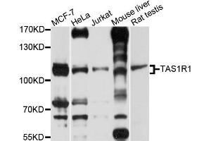 Western blot analysis of extracts of various cells, using TAS1R1 antibody. (TAS1R1 Antikörper)