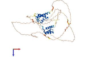 POU2F3 Protein (AA 1-431) (His tag)