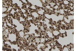 ABIN6277720 at 1/100 staining Rat lung tissue by IHC-P. (TXNIP Antikörper  (Internal Region))