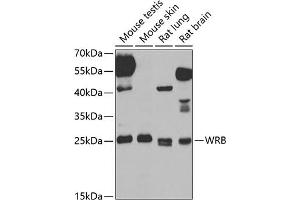Western blot analysis of extracts of various cell lines, using WRB antibody (ABIN6129154, ABIN6150261, ABIN6150262 and ABIN6222768) at 1:1000 dilution. (WRB Antikörper  (AA 30-100))