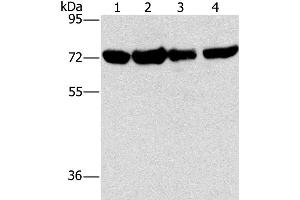 Western Blotting (WB) image for anti-DEP Domain Containing 1 (DEPDC1) antibody (ABIN2429933) (DEPDC1 Antikörper)
