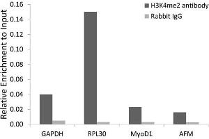 Chromatin immunoprecipitation analysis extracts of 293 cell line, using DiMethyl-Histone H3-K4 antibody and rabbit IgG. (Histone 3 Antikörper  (H3K4me2))