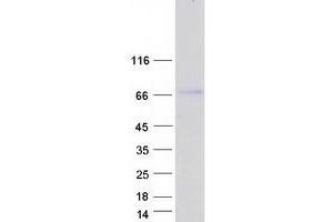 Validation with Western Blot (ABLIM2 Protein (Transcript Variant 1) (Myc-DYKDDDDK Tag))