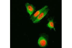 IF analysis of SF3A1 and Tubulin alpha using anti-SF3A1 antibody (ABIN7600556) and anti-Tubulin alpha antibody (ABIN7600339). (SF3A1 Antikörper  (AA 20-556))