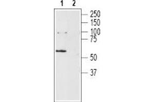 Western Blotting (WB) image for anti-Neurotensin Receptor 2 (NTSR2) (AA 377-392), (Intracellular) antibody (ABIN7043384)