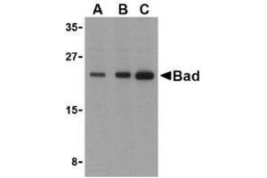 Western blot analysis of Bad in T24 cell lysates with AP30114PU-N Bad antibody at (A) 0. (BAD Antikörper)