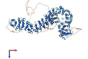 PDS5A Protein (AA 1-1337) (His tag)