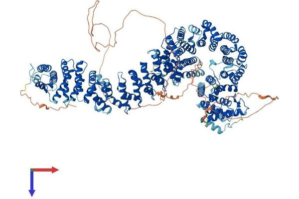 PDS5A Protein (AA 1-1337) (His tag)