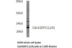 Western blot (WB) analysis of Cdc42EP2 antibody in extracts from A549 cells. (CDC42EP2 Antikörper)