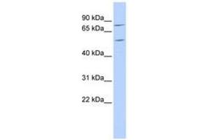 ZNF333 antibody  (AA 288-337)