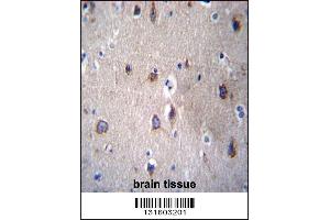 PCDHB14 Antibody immunohistochemistry analysis in formalin fixed and paraffin embedded human brain tissue followed by peroxidase conjugation of the secondary antibody and DAB staining. (PCDHB14 Antikörper  (N-Term))