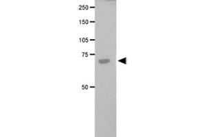 Western blot analysis of FANCG in transfected COS-1 cell lysate using FANCG polyclonal antibody . (FANCG Antikörper)