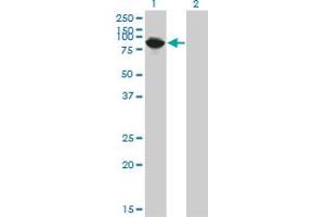 Western Blot analysis of THNSL1 expression in transfected 293T cell line by THNSL1 monoclonal antibody (M08), clone 6B1. (THNSL1 Antikörper  (AA 151-250))
