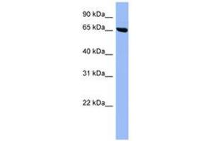 Image no. 1 for anti-SHC (Src Homology 2 Domain Containing) Transforming Protein 3 (SHC3) (AA 359-408) antibody (ABIN6741713) (SHC3 Antikörper  (AA 359-408))