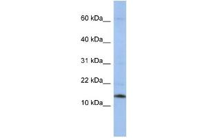 Western Blotting (WB) image for anti-Small Nuclear Ribonucleoprotein D2 Polypeptide 16.5kDa (SNRPD2) antibody (ABIN2458512) (SNRPD2 Antikörper)