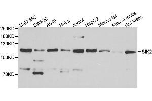 Western blot analysis of extract of various cells, using SIK2 antibody. (SIK2 Antikörper)