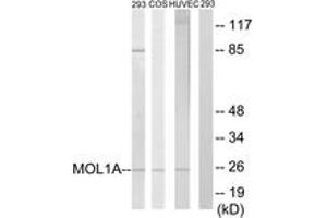 Western blot analysis of extracts from 293/COS7/HuvEc cells, treated with IFN 2500U/ml 30', using MOL1A Antibody. (MOL1A (AA 101-150) Antikörper)