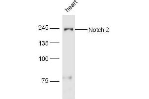 Mouse heart lysates probed with Rabbit Anti-Notch 2 Polyclonal Antibody, Unconjugated  at 1:5000 for 90 min at 37˚C.
