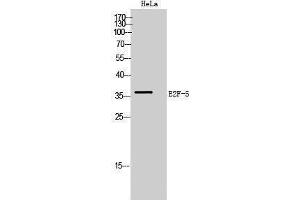 Western Blotting (WB) image for anti-E2F5 (E2F5) (Internal Region) antibody (ABIN3180600)
